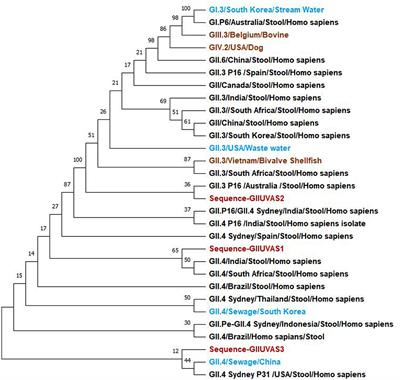 Epidemiological investigation of norovirus infections in Punjab, Pakistan, through the One Health approach